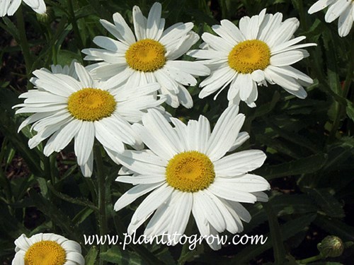 Shasta daisy Snowcap (Leucanthemum)
Shasta Daisy Snow Cap